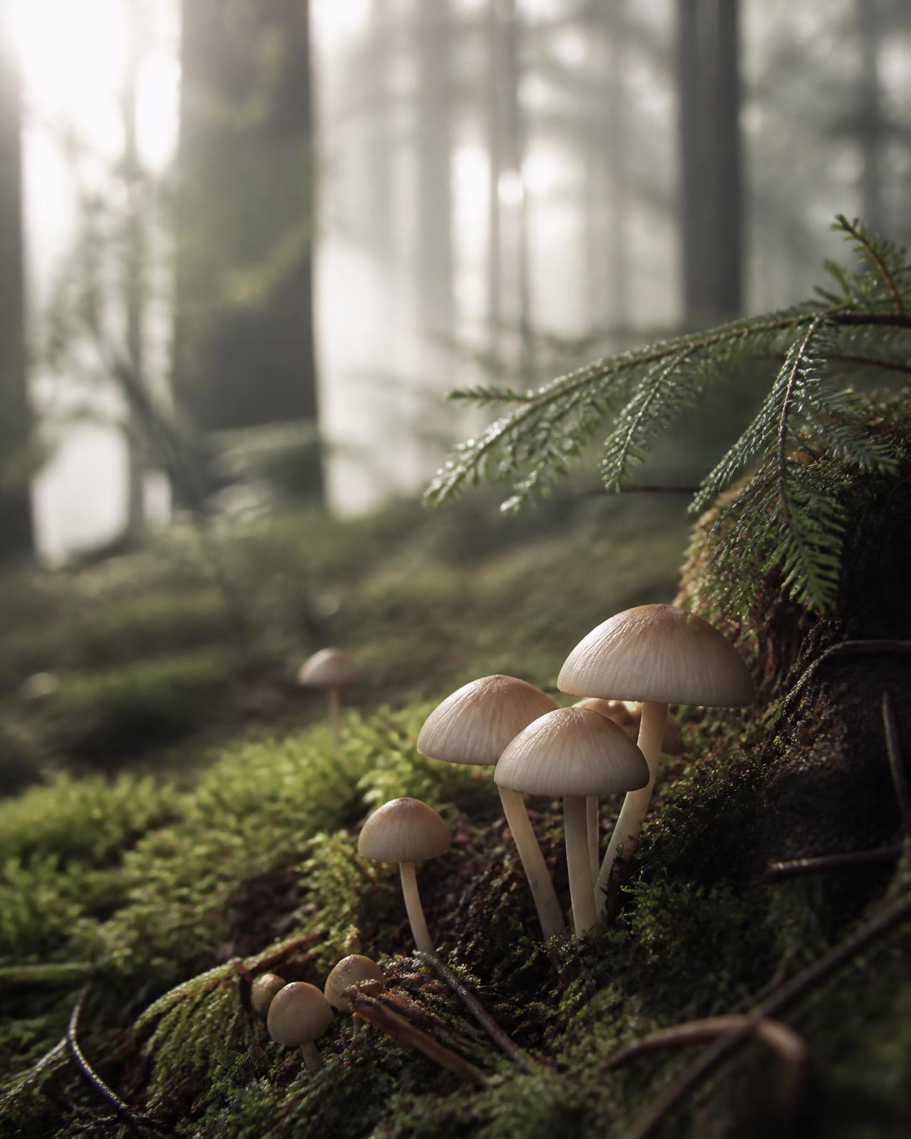 Hongos silvestres entre musgo en un bosque con luz suave